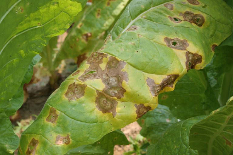 Common Pests and Diseases